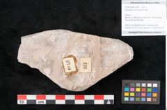 Foto (Objekt + Etikett) von Dictyopteris brongniarti Gutb. (NHMW-GEO-2024-0188-10780)